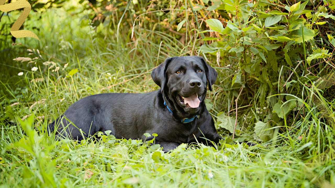 Nasal Adenocarcinoma in Dogs