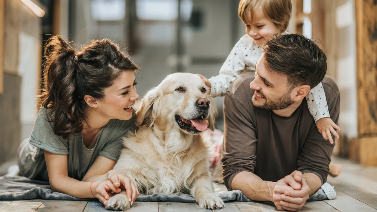 Become an affiliate to earn extra money with Drake Dog Cancer Foundation