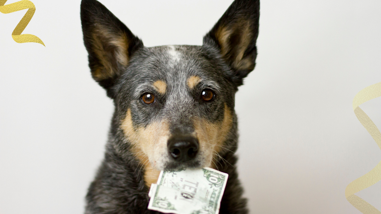 Very few families pay for cancer care from a single source. A workable plan often combines insurance reimbursement, savings, financing, family help, and a narrower treatment scope that still gives the dog a reasonable benefit.