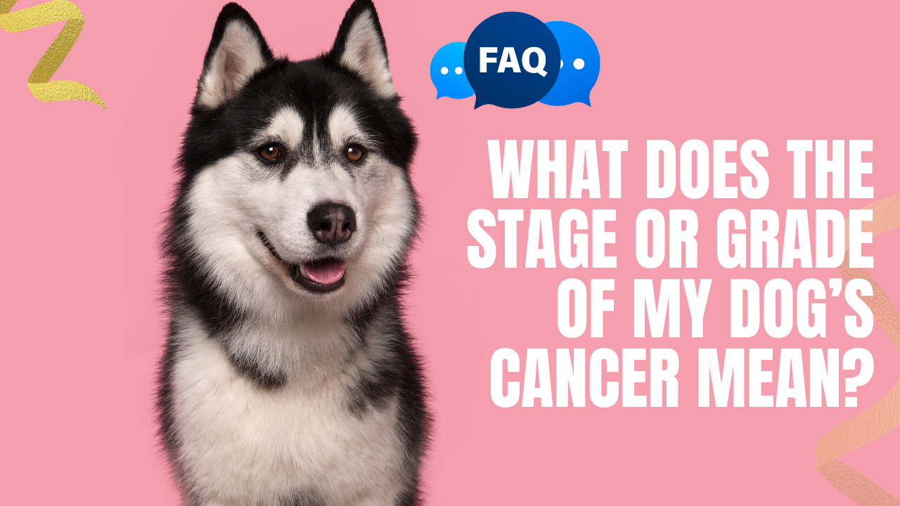 what does the stage and grade of my dogs cancer mean