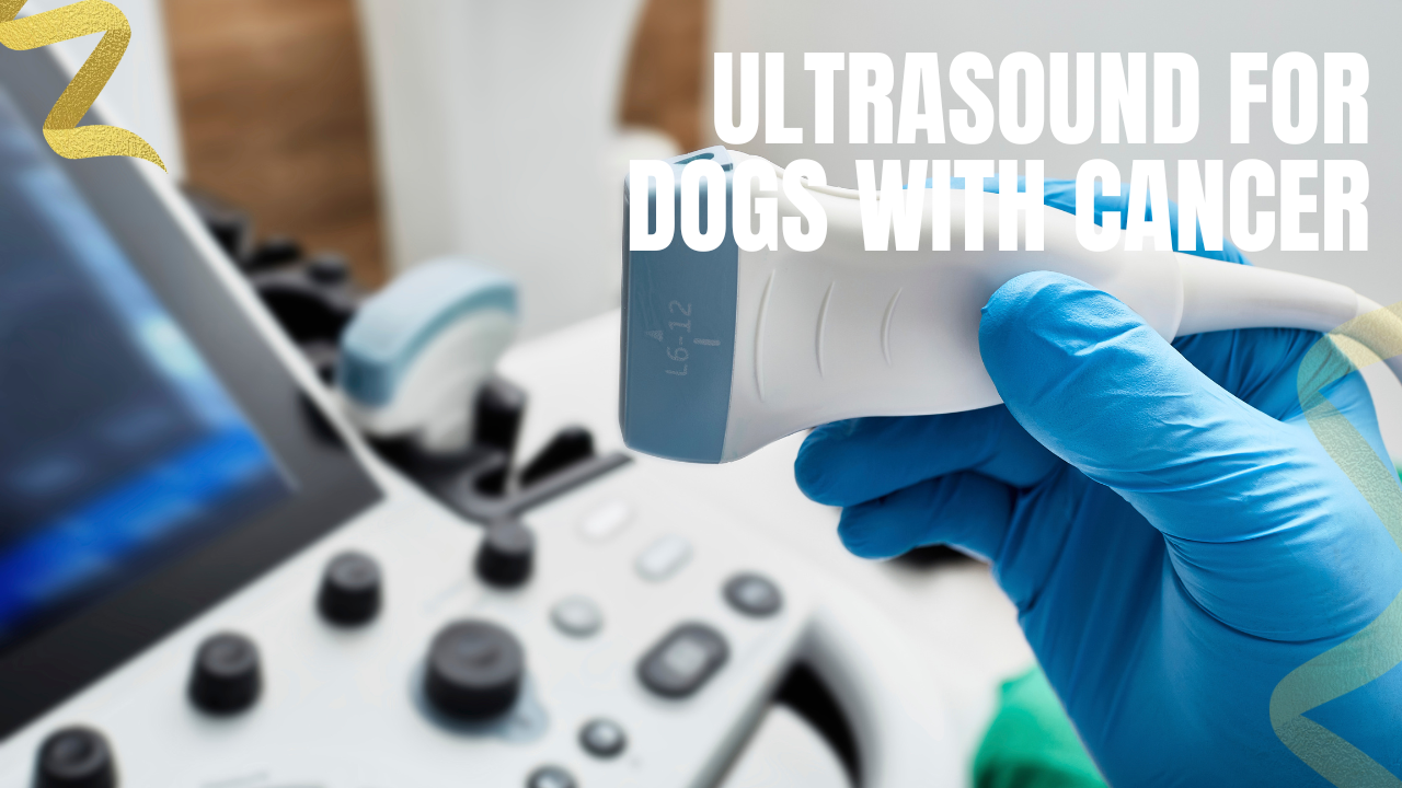 learning the ultrasound process for your dog