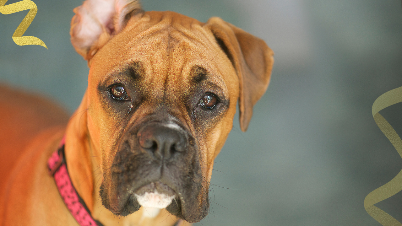 what is a dog's life expectancy with a diagnosed mammary tumor?