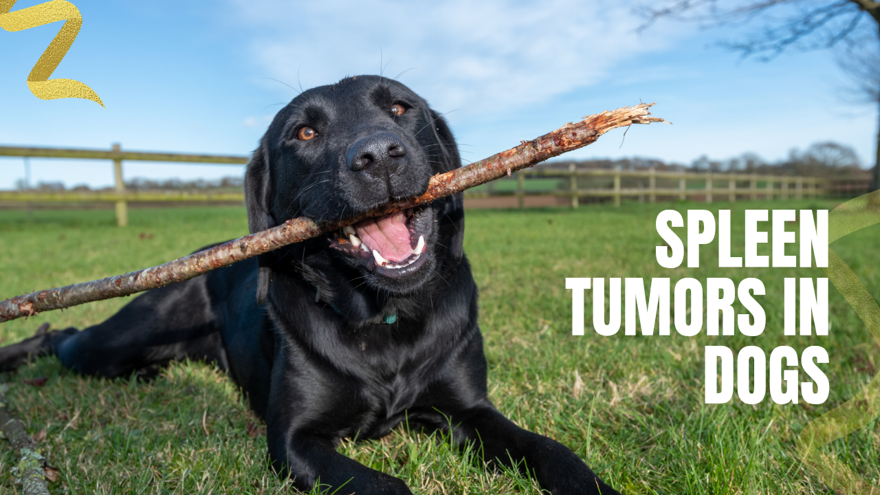 what are the signs and symptoms of spleen cancer in dogs