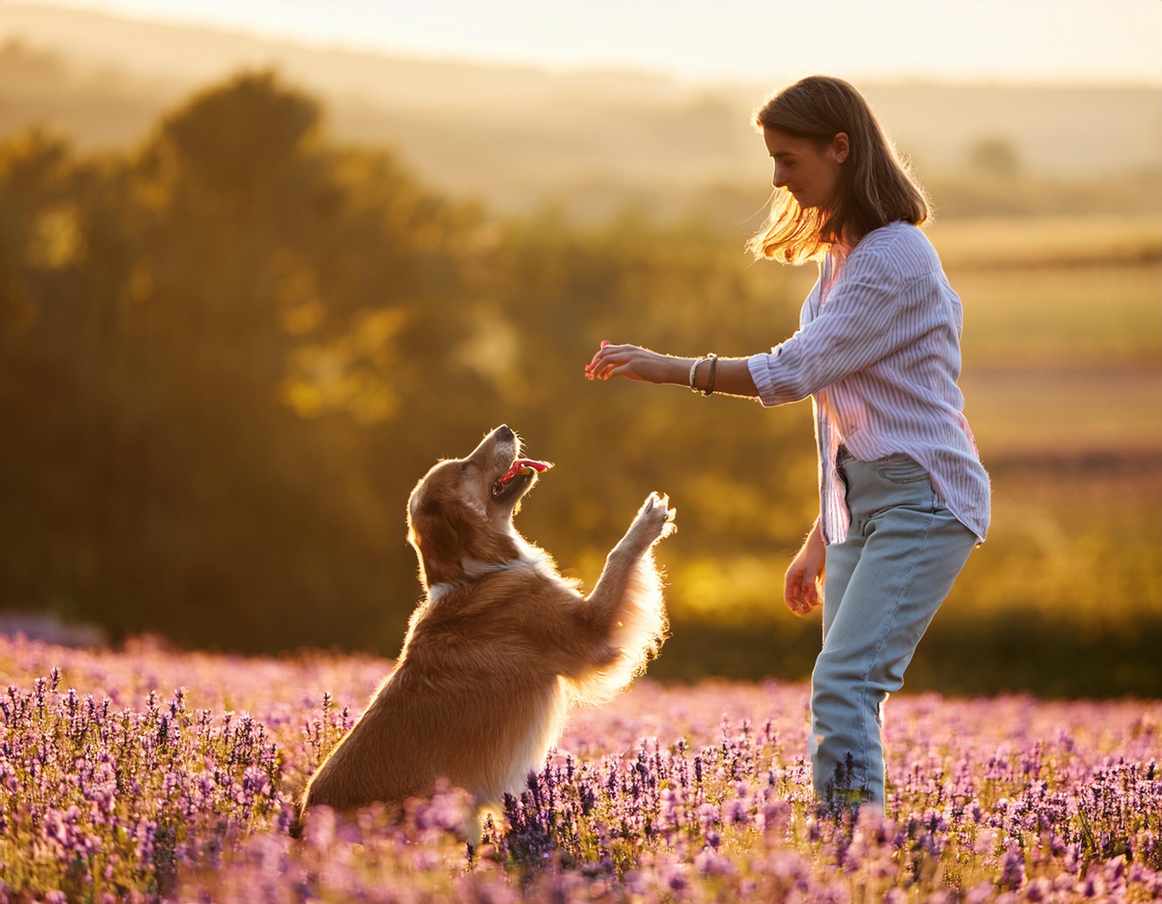 Online dog training classes at Drake Dog Cancer foundation 