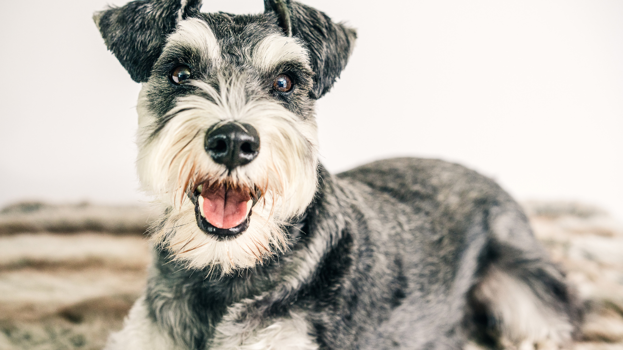 secondhand smoke can be dangerous to dogs and increases their cancer risk