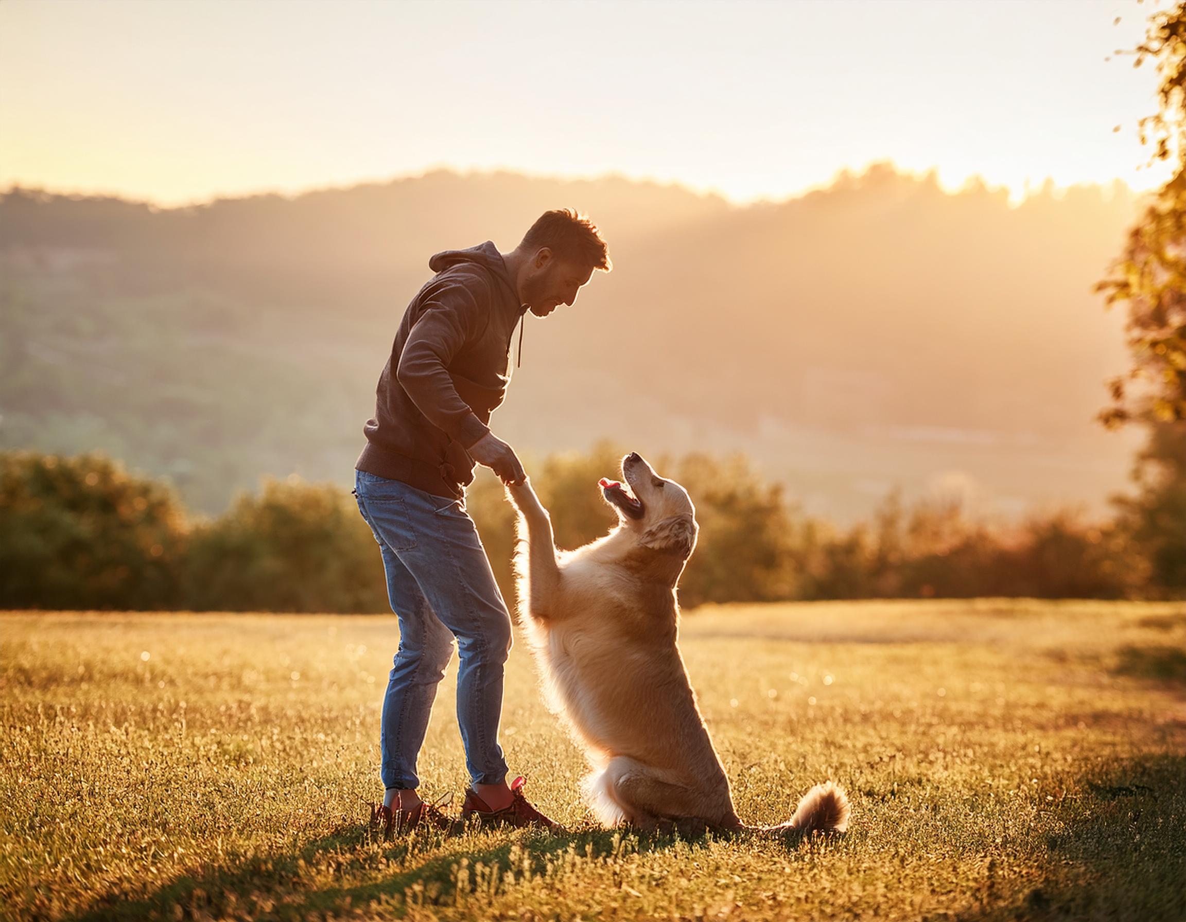 Online dog training classes for dog lovers