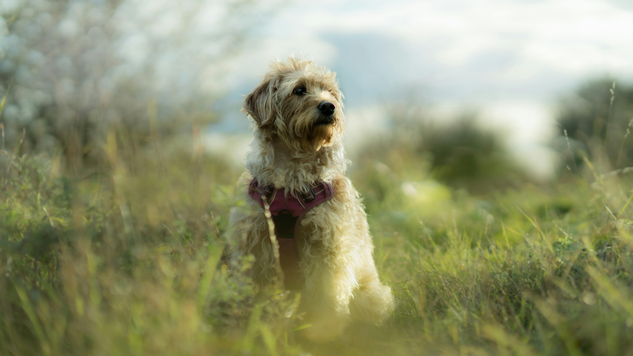 how spaying or neutering impacts the risk of dog cancer