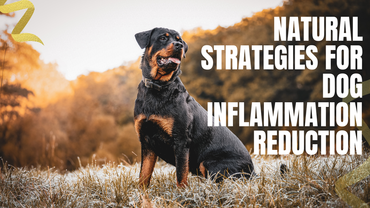 natural strategies to reduce inflammation in dogs