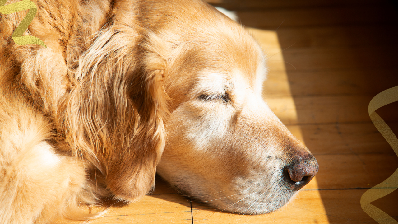 Most doxorubicin side effects in dogs are short-lived.