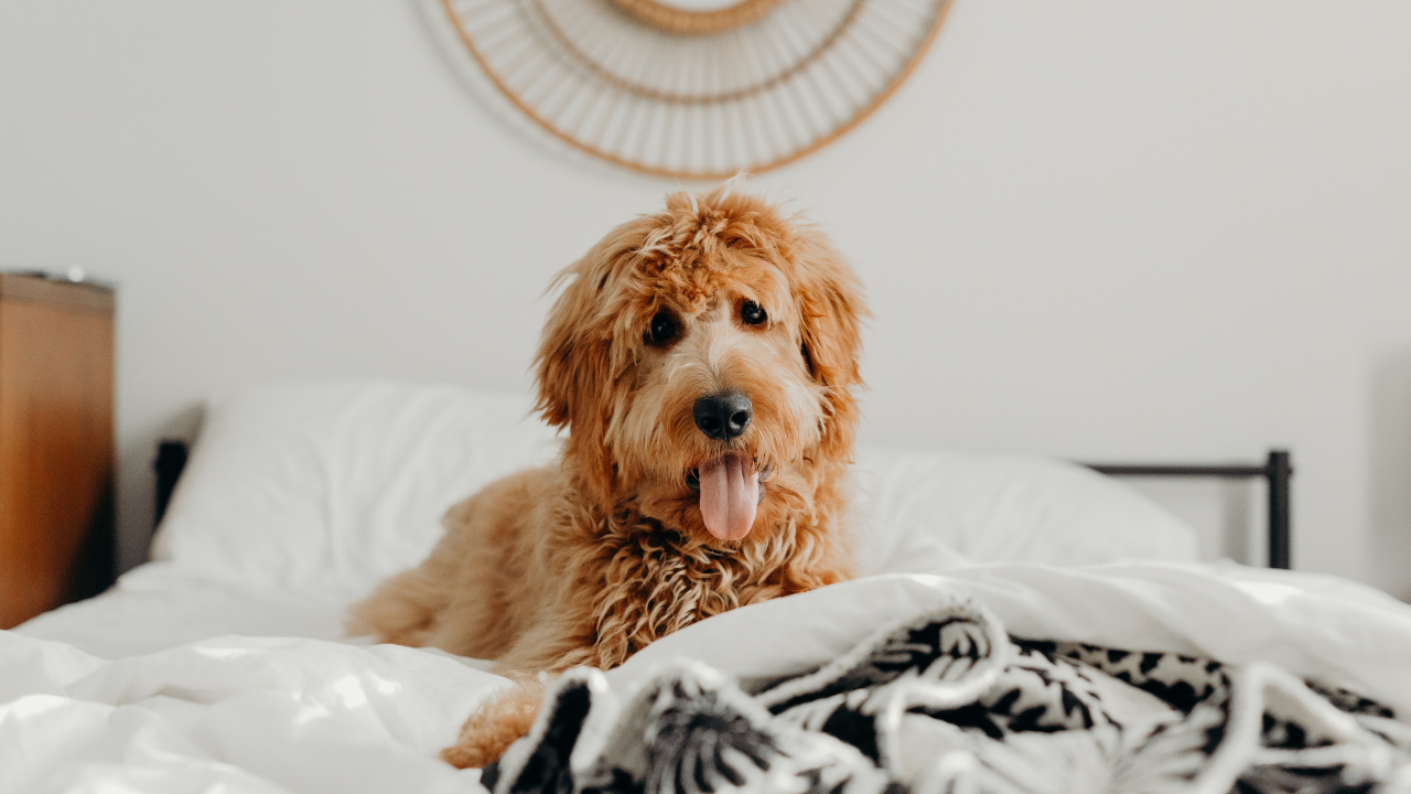What Should I Do If My Dog Misses a Dose of Palladia?