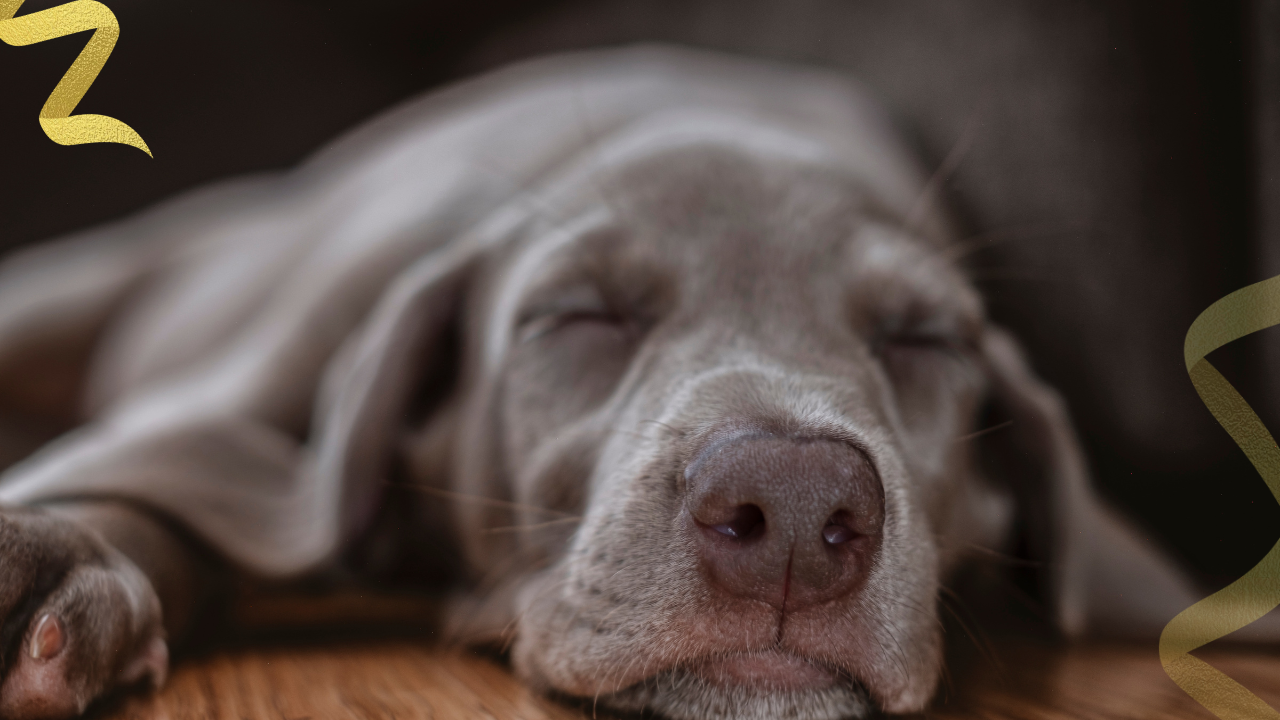 Deciding when to euthanize dog with cancer is heartbreaking. Our guide offers compassionate, evidence-based advice on quality of life scales.