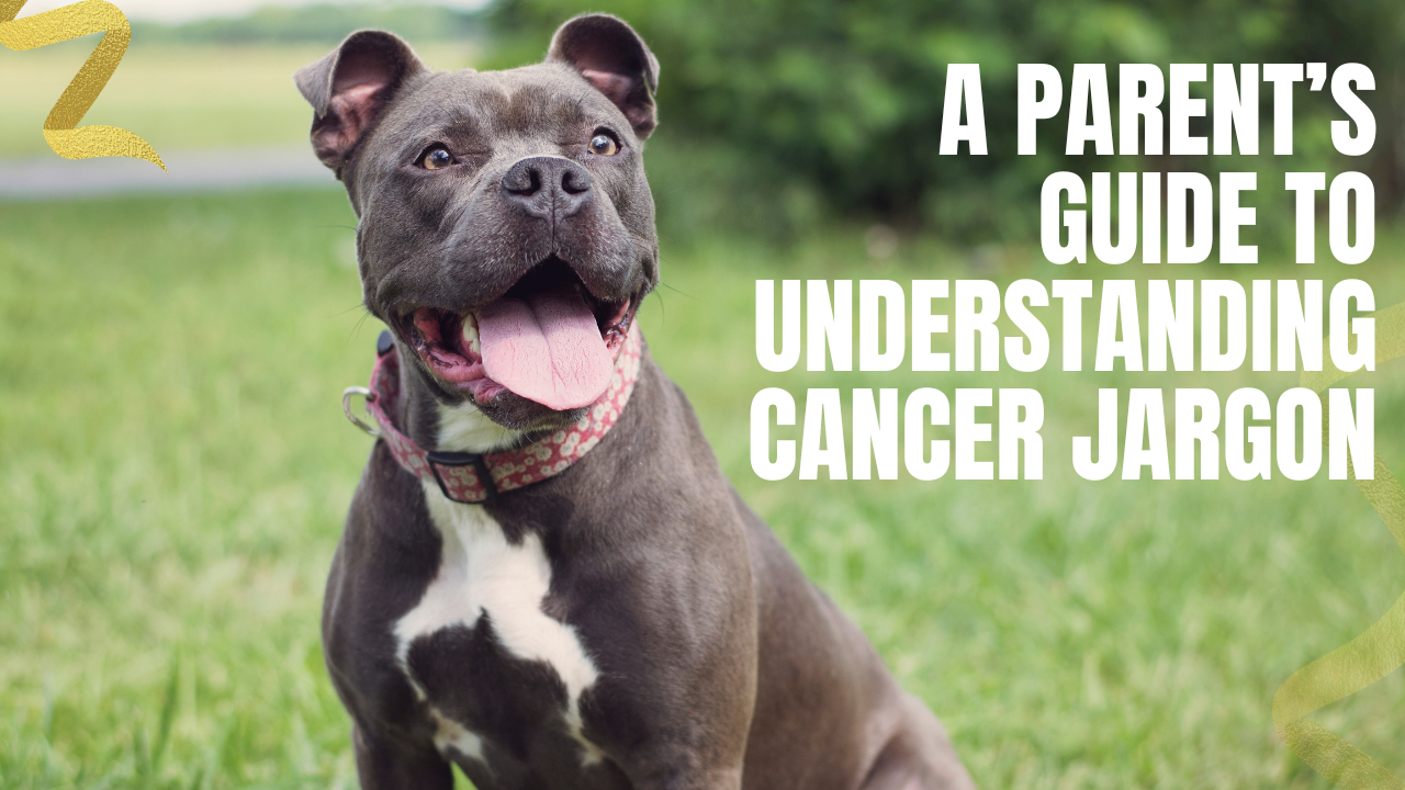 a pet parents guide to understanding cancer jargon