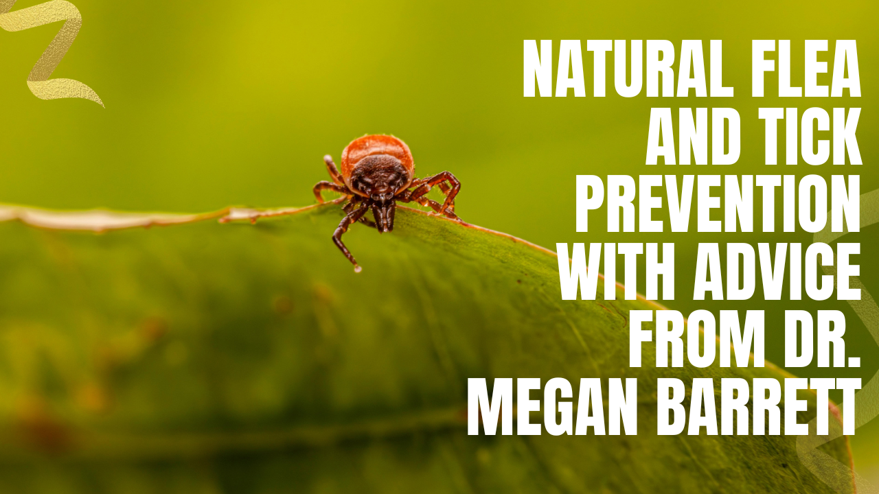 natural flea and tick prevention with dr megan barrett
