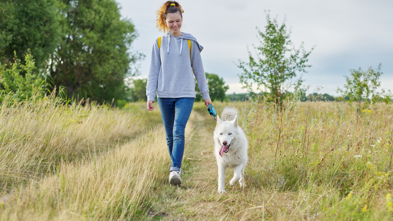 Dog walking business plan for dog lovers