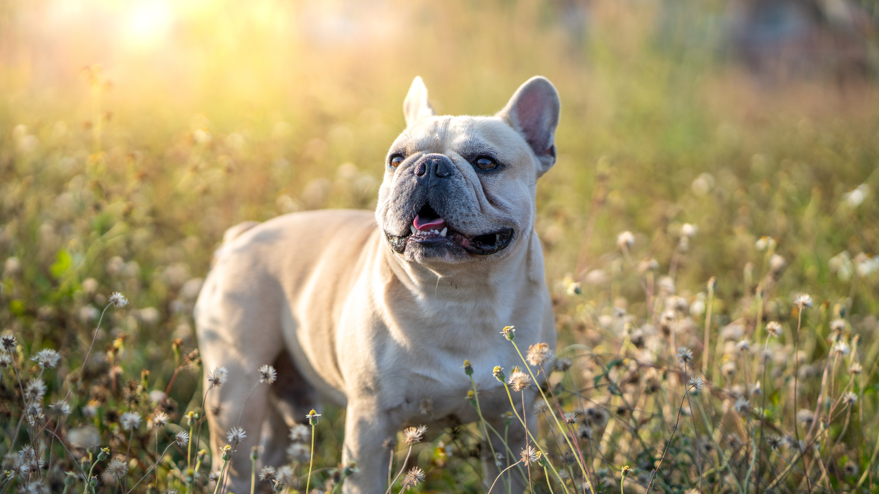 liver-values-dogs-cancer
