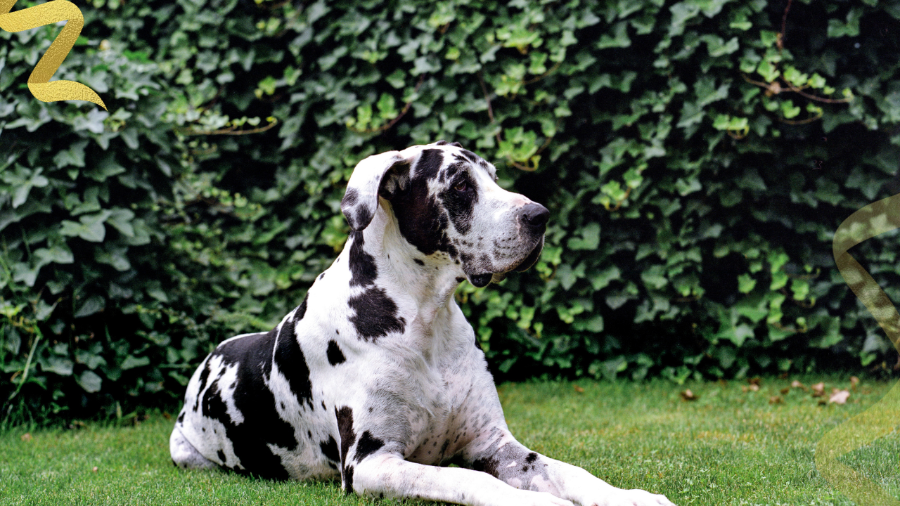 Time with comfort, appetite, sleep, tail wags, short walks, car rides, family routines, and relief from bone pain matters greatly. In practice, osteosarcoma in dogs prognosis is never just about survival curves. It's about matching treatment to your dog's disease, your dog's body, and your family's goals.