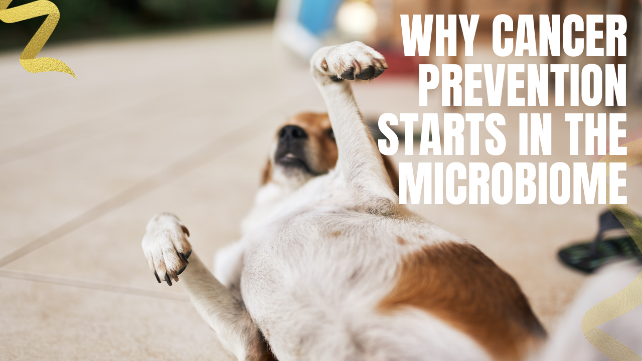 cancer prevention starts in the microbiome