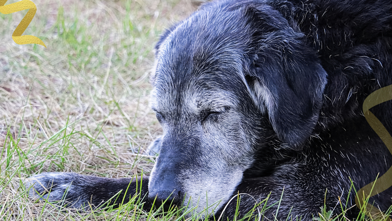 The journey through pet loss is not about "getting over" the pain. It's about learning how to carry the love forward in a new, meaningful way. 