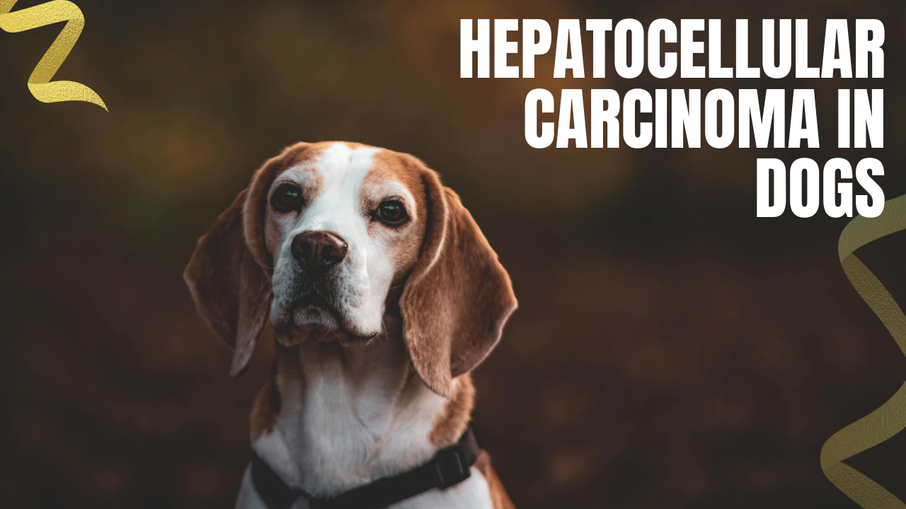Hepatocellular Carcinoma in Dogs