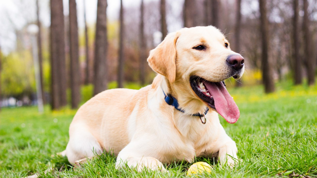 Cancer coach for dogs classes online