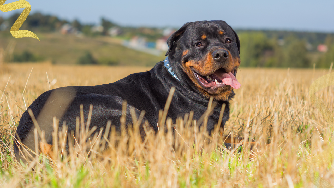 what is the life expectancy for dogs with mast cell tumors and how should it be treated?