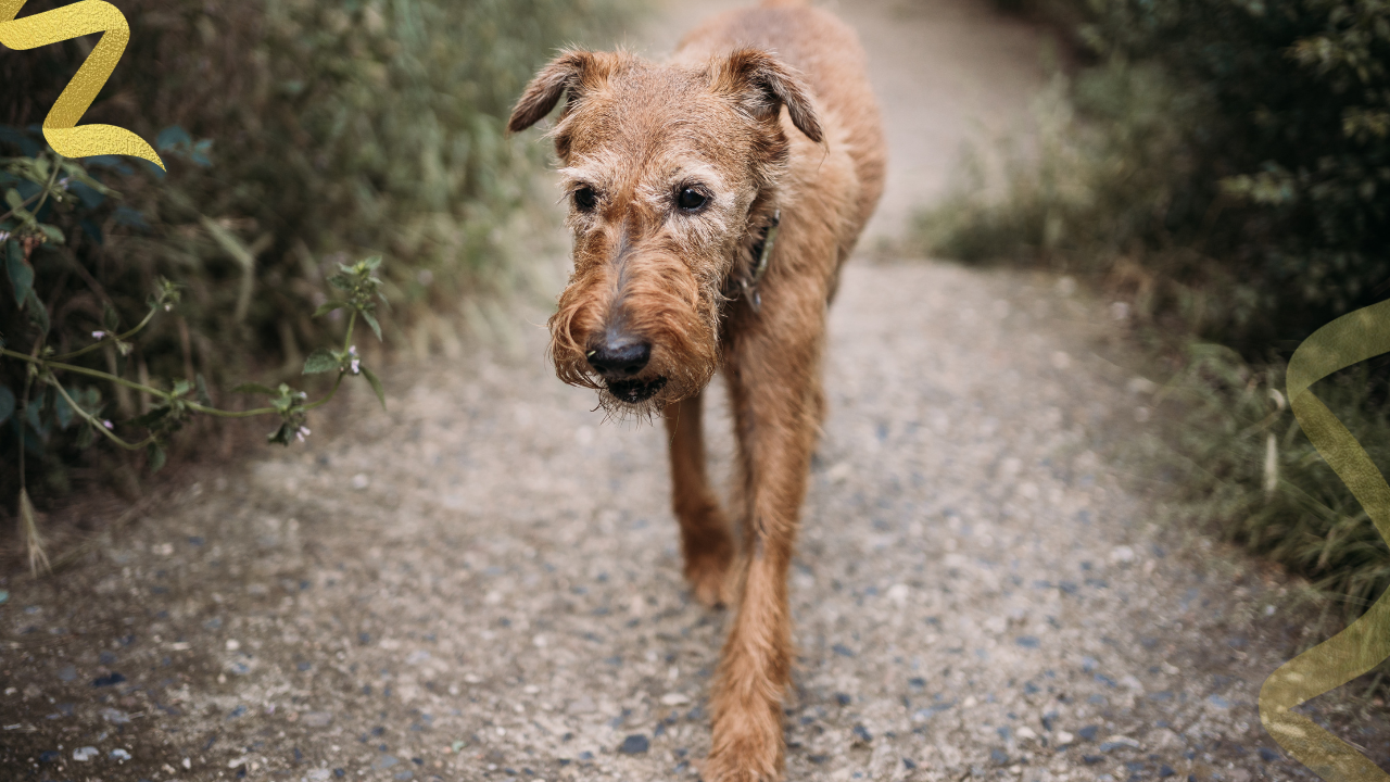 learn why your dogs lymphoma isn't a death sentence and what you can do to help