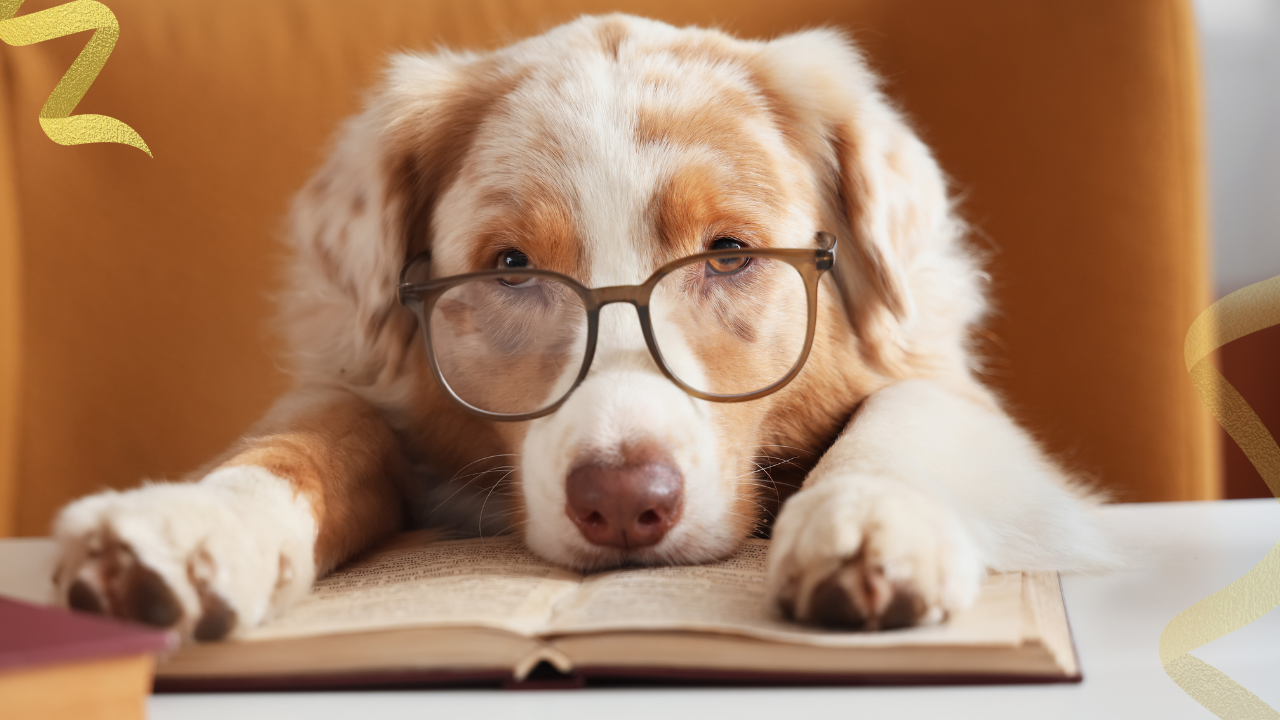 dog owner reading The Dog Cancer Survival Guide with their dog