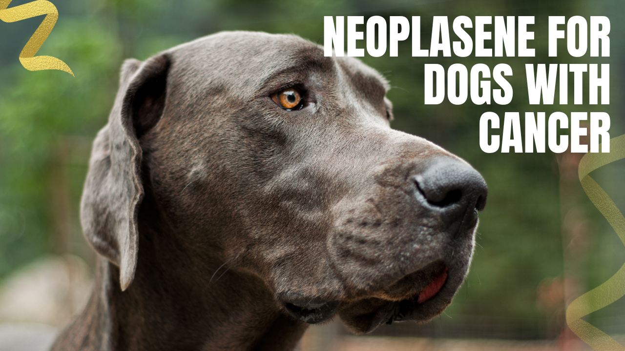 Neoplasene for Dogs with Cancer as a helpful supplement