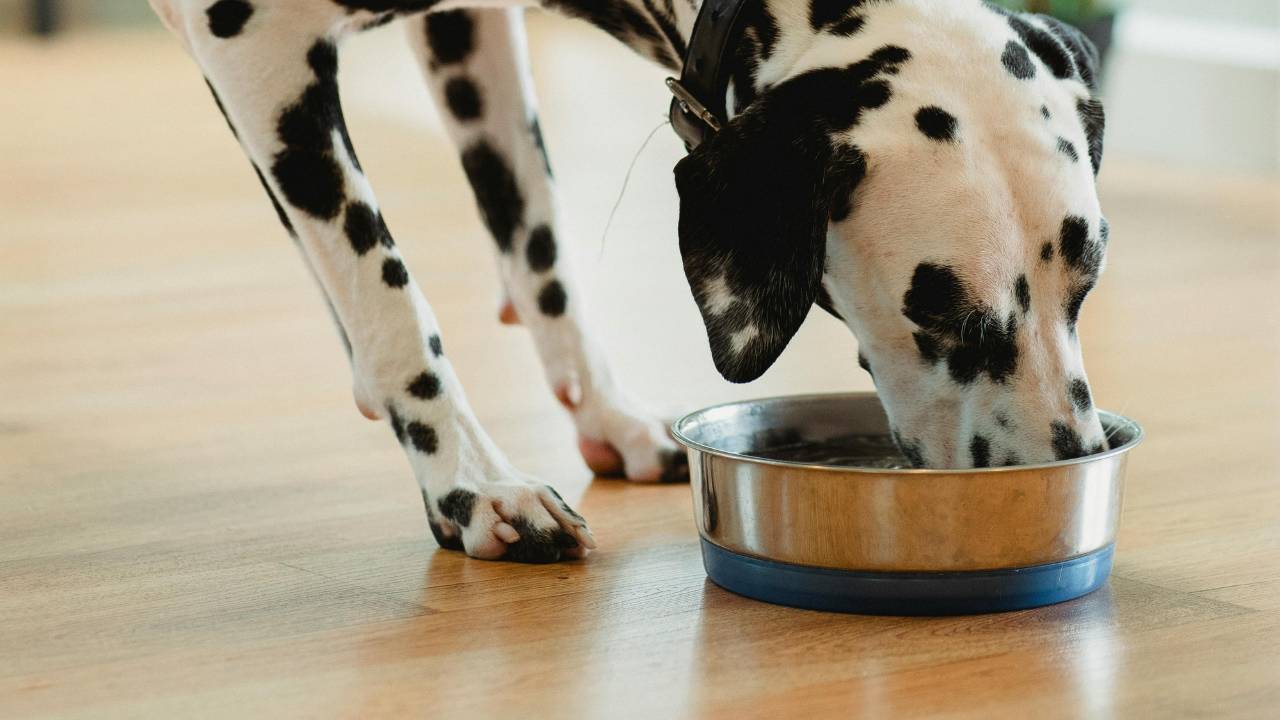 Raw Feeding Nutrient Gaps: What Your Dog Might Be Missing - Nutrient-Dense Dog Food Adrenal Insufficiency