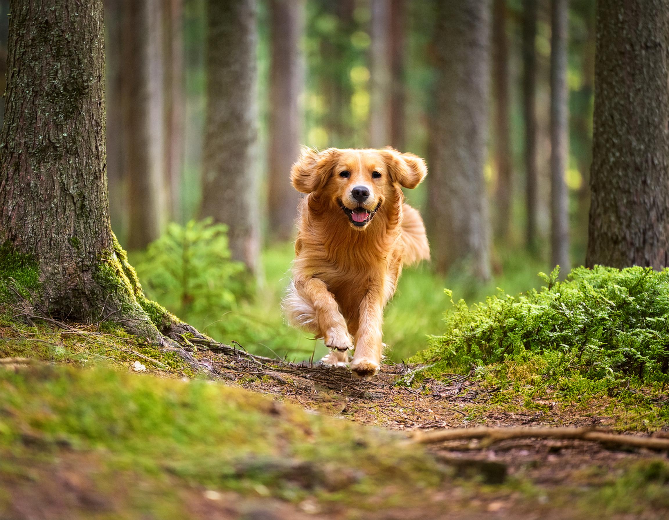 Dog cancer support groups can be incredibly helpful