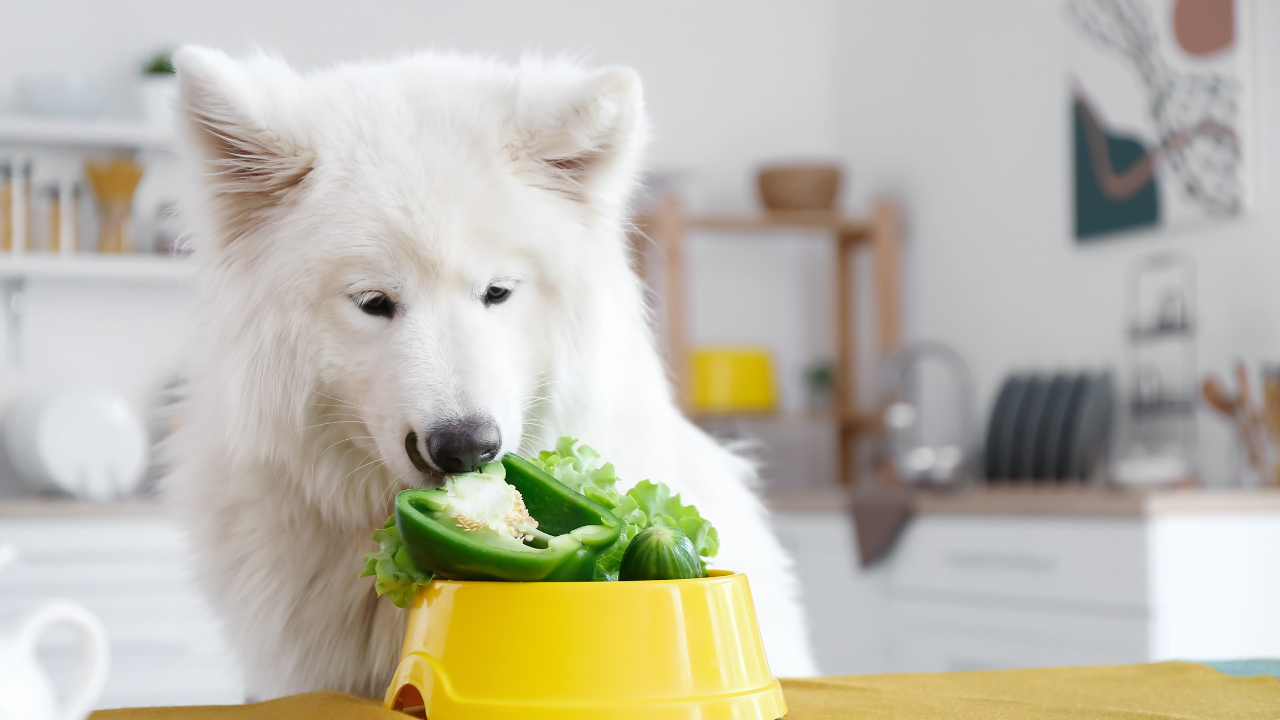 can dogs eat peppers? find out in our Canine nutrition online learning program