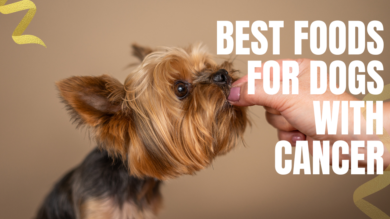 what are the best foods for dogs with cancer?