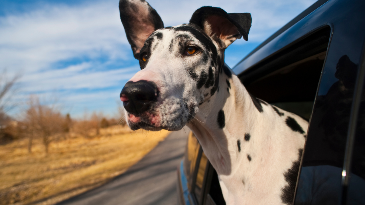 Steroids treat canine lymphoma directly, reduce tumor swelling, and improve comfort. Why timing matters — and why to avoid them before a lymphoma diagnosis.