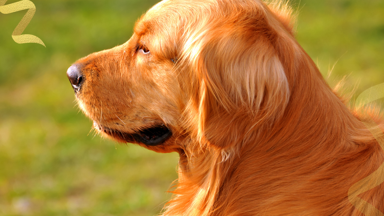 That canine lymphoma cytology report, as difficult as it is to look at, is your first real tool. It gives you the clarity to shift your focus from "what is this?" to "what do we do now?" This is the moment you build your team, create a plan, and focus on one thing: giving your dog the best quality of life possible.
