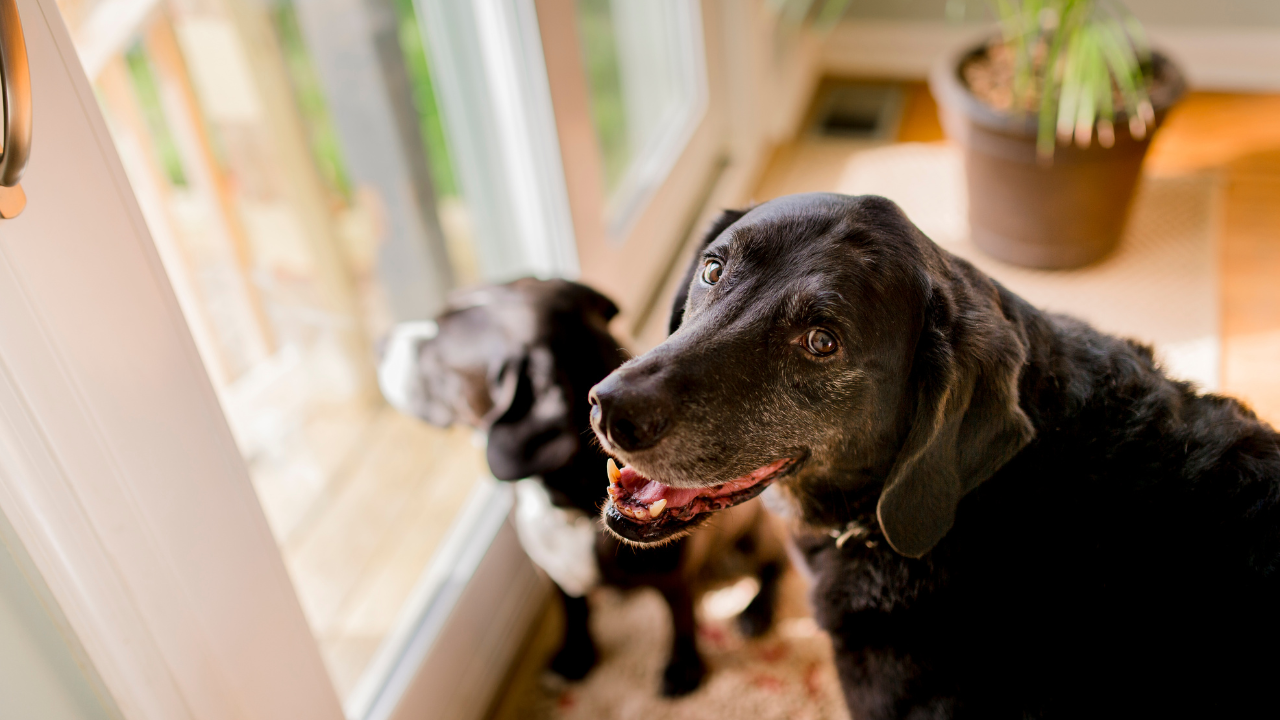 dr dawn gleason dvm describes how to make your home easier for your senior dog