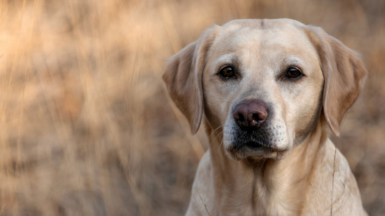 What medications are commonly prescribed for dogs with cancer?