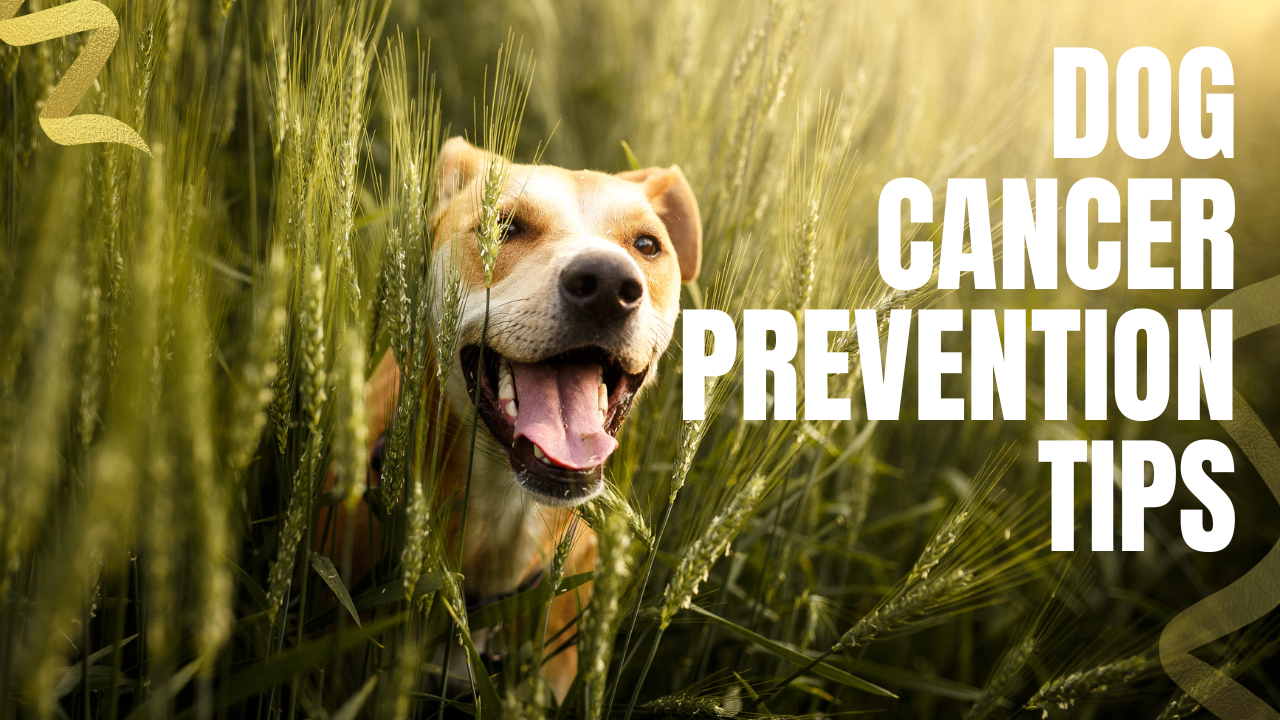 take these steps to reduce your dog's cancer risk