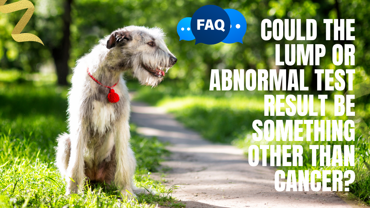 could my dogs lump be something other than cancer?