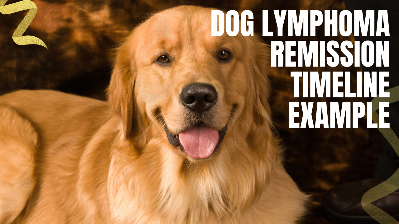lymphoma remission timeline example for dogs