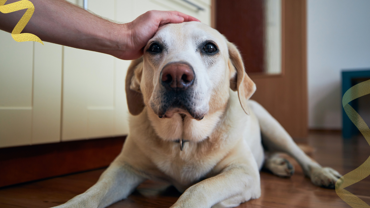 learn the signs of bowel cancer in dogs so you're able to detect changes early