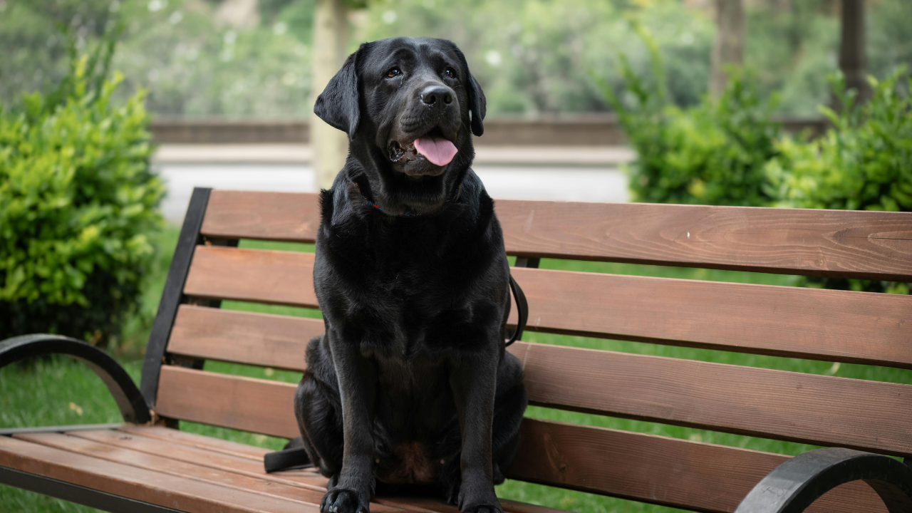 reduce your dog's cancer risk with these simple steps