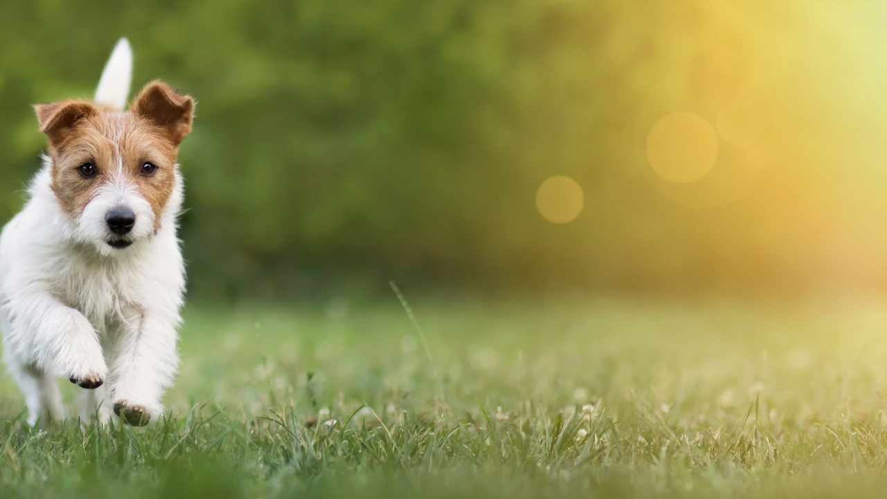 reduce your dog's cancer risk with these simple steps