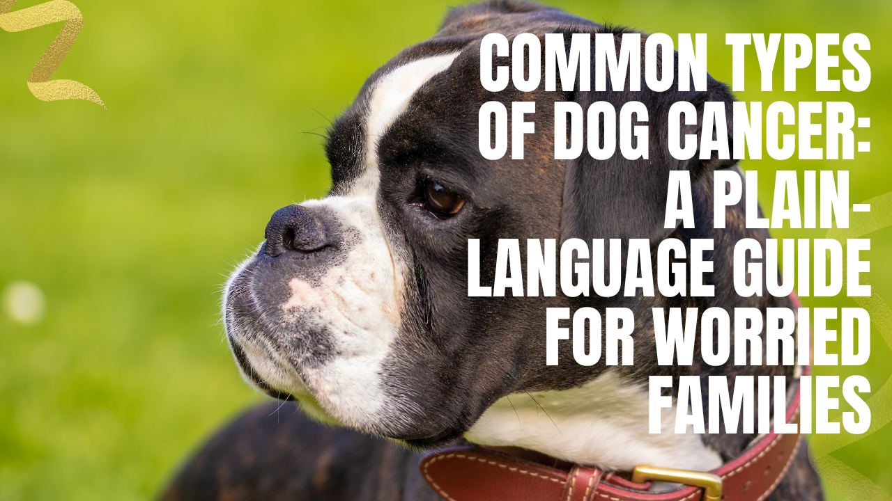 most common types of dog cancer