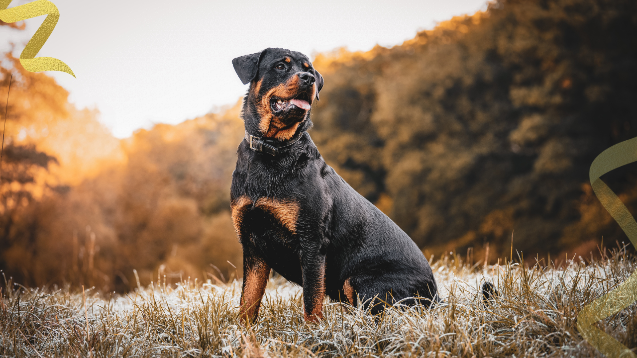 Most families aren’t looking for magical thinking. They’re looking for a path that supports comfort, strength, appetite, joy, and time. That’s where a thoughtful approach to natural treatment for dogs with cancer can help.