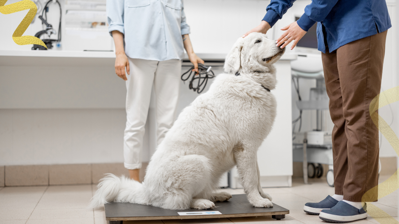 vet techs are the nurses in the field of veterinary medicine
