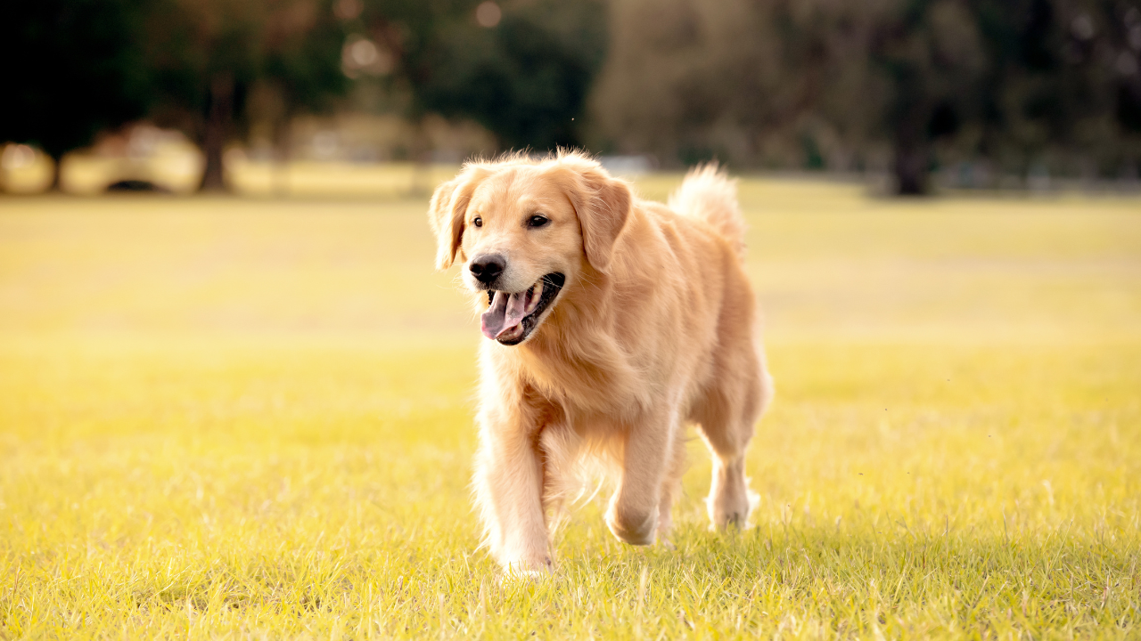What is the most aggressive cancer in dogs?