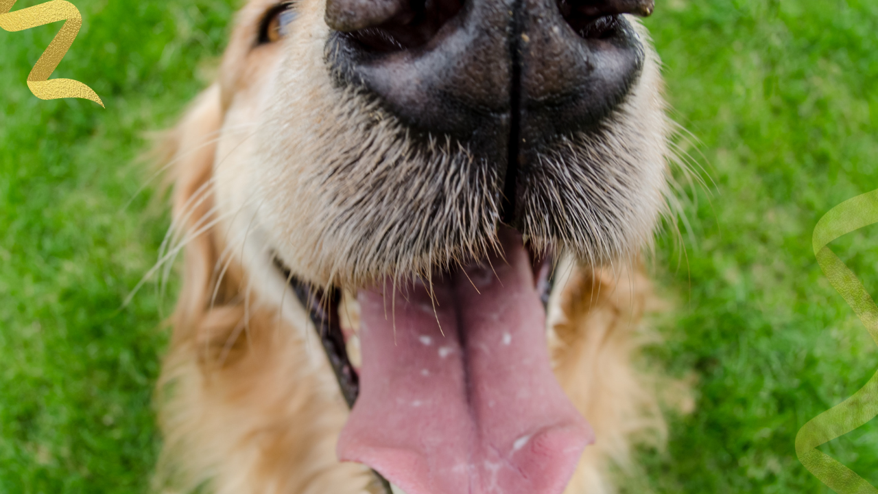 Get a clear guide to squamous cell carcinoma dogs mouth. Learn signs, diagnosis, treatments, and quality-of-life care. Find hope and help for your dog.