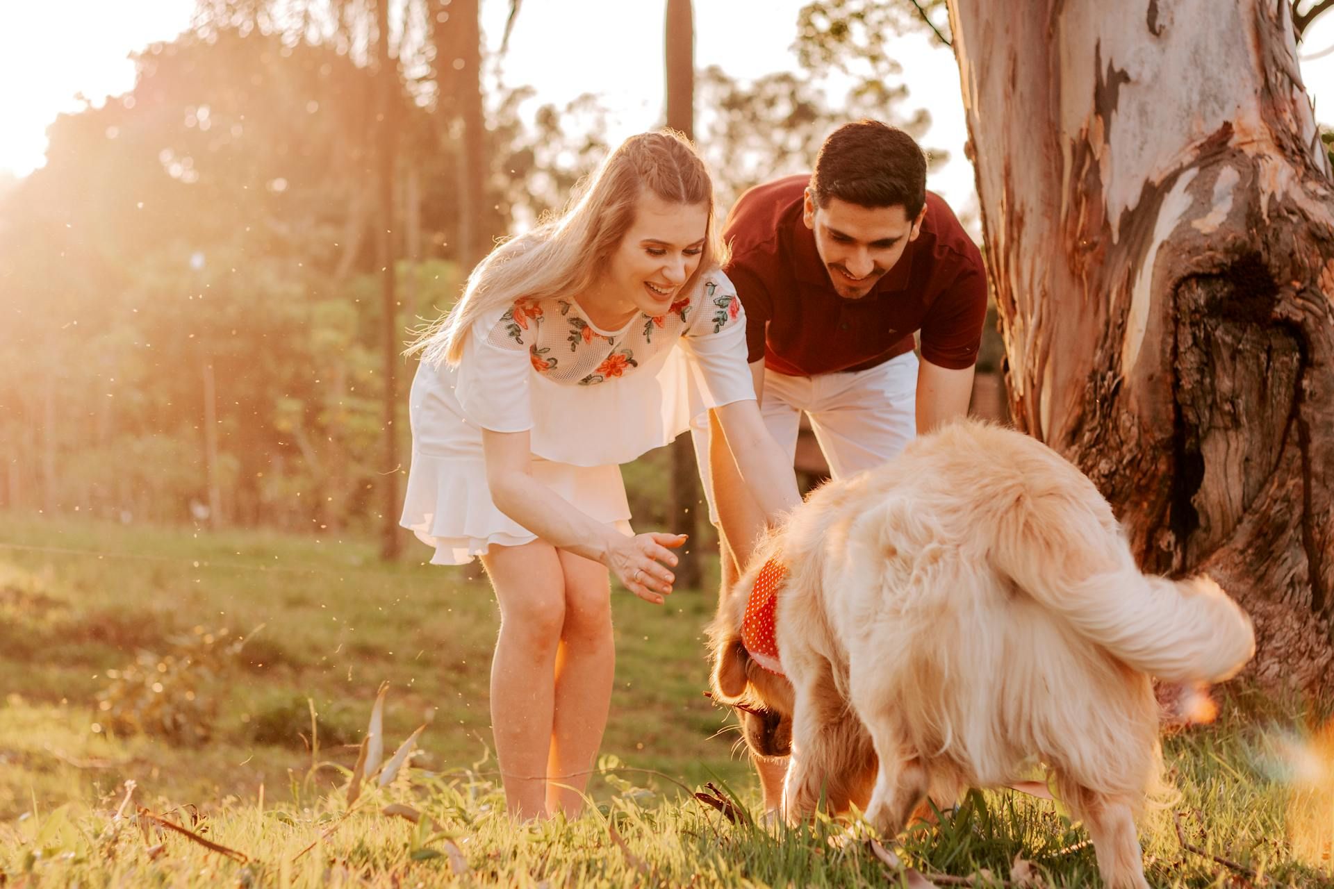 contact Drake dog cancer foundation