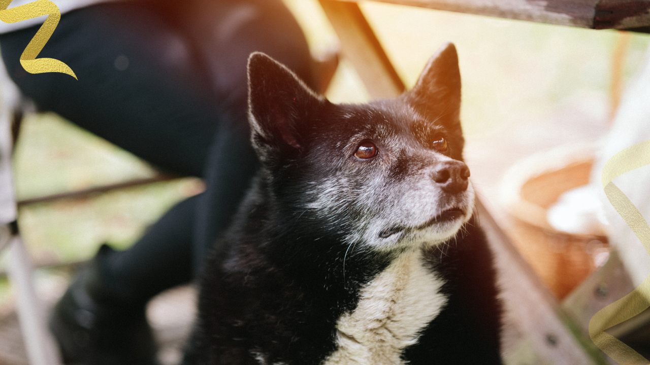 how long do dogs live with cancer and what should I expect