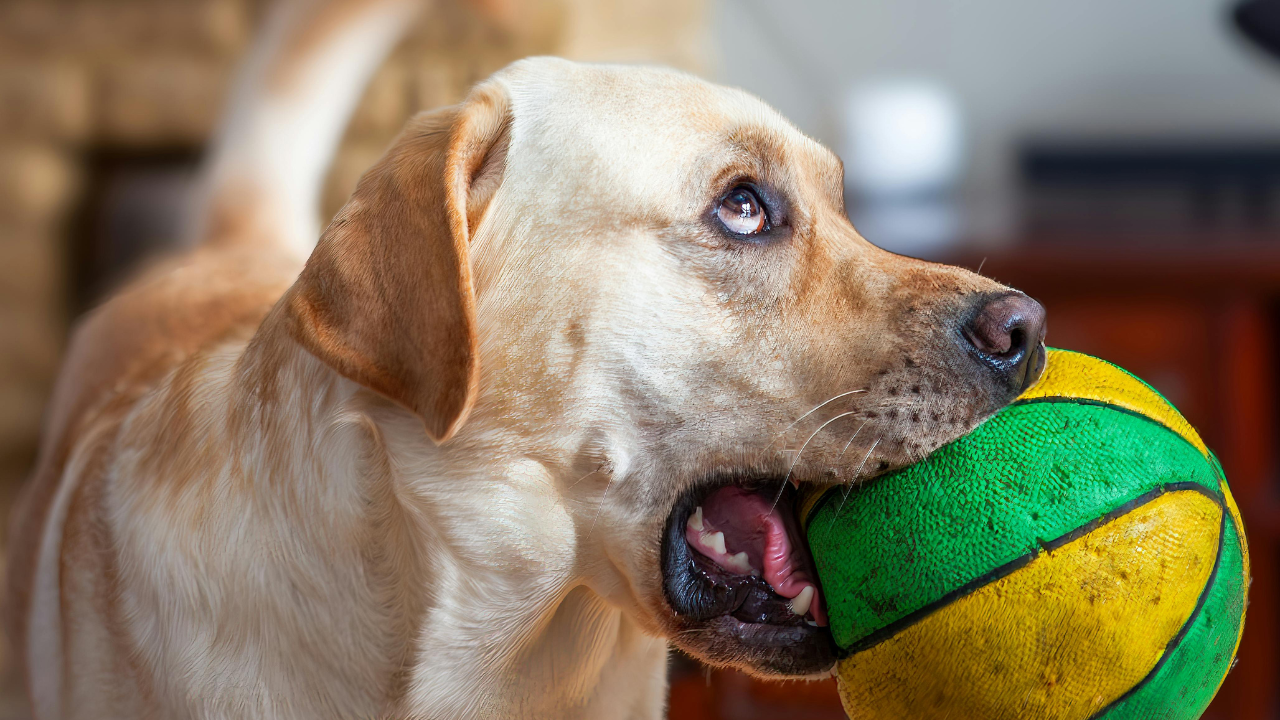reduce your dog's cancer risk with these simple steps
